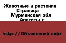  Животные и растения - Страница 22 . Мурманская обл.,Апатиты г.